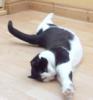 04-black-and-white-cat-streching-out-works-with-all-cat-breeds2.jpg